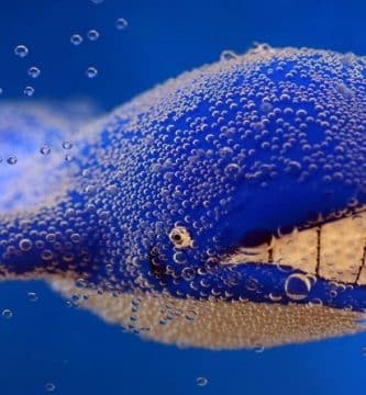 Bitcoin Ballenas Volatilidad