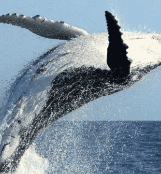 Bitcoin Ballenas BTC